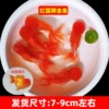 High-quality red national lion 7-9cm 3 pieces + fish food