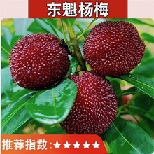 东魁杨梅树树苗正宗嫁接黑炭杨梅树树苗南北方种植盆地栽当年结果