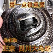 中药材乌稍蛇 四川乌稍蛇泡酒料整条乌蛇，白花蛇蕲蛇眼睛小花蛇