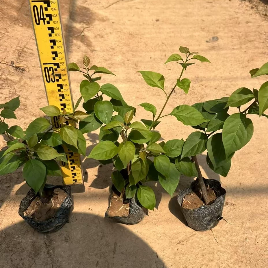 Новый продукт: рассада бугенвиллии, рассада бугенвиллии в чашках, бугенвиллия с красными цветами, бугенвиллия с фиолетовыми цветами, четырехсезонные цветущие рассады, комнатные растения в горшках для двора.