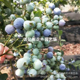 伊丽莎白蓝莓苗南北方室内外地栽四季种植阳台盆栽果树苗当年结果
