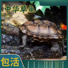 中华龟小乌龟活物外塘长寿龟金线宠物观赏龟水金线龟墨龟龟苗