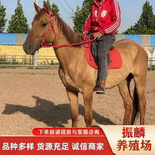 北京哪里出售照相马匹赛马马匹骑乘马矮马 北京养马场
