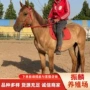 北京照相矮马