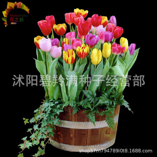 Spot Wholesale Tulip Bulbs Single-Petal Variety 1 Piece Packed with 5-Degree Bulbs Indoor Flower Potted Plants That Bloom in All Seasons and Are Easy to Grow