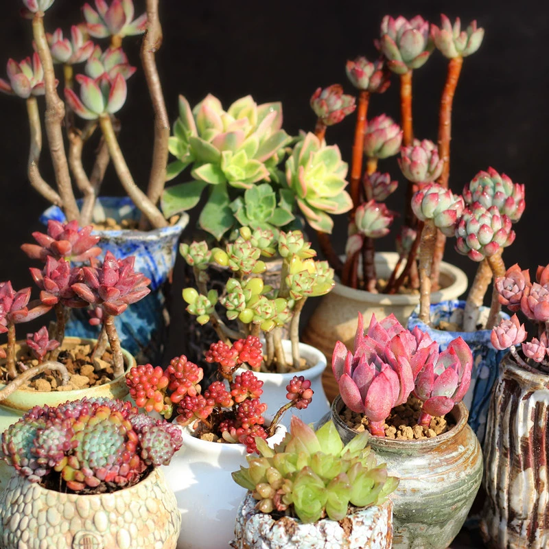 Юньнаньский бутик мясистые старые ворсовые многоловочные групповые мясистые растения комнатные горшечные мясистые растения новые редкие сорта