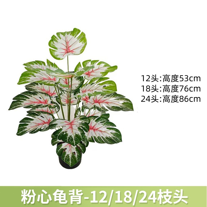 粉心龟背 / 12叶高约63cm【不带黑盆】