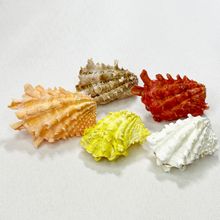 算盘蛤珊瑚海洋风情贝壳扇贝海味白珊瑚