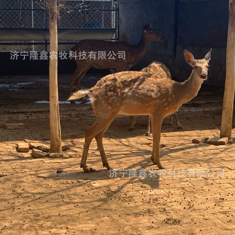 Где поблизости находится производитель пятнистых оленей? Сколько стоит маленький олененок?