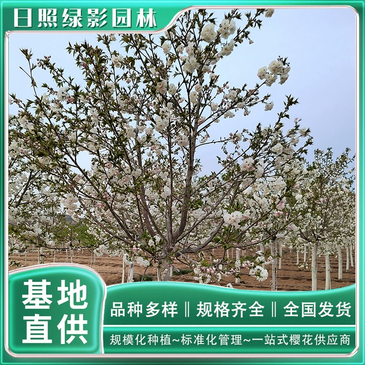 8 см Бай Мяо Вишневый Цветок Посадочная База Сколько стоит Бай Мяо Вишневый Цветок