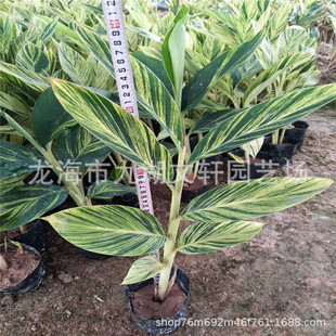 Fujian Flower and Leaf Galangal Wholesale Arrowroot Quotation Greening Ground Cover Bright Leaf Red Banana Planting Balcony Moss Ornamental