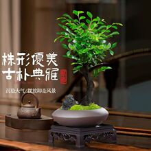 С�~��̴�辰�Ϙ�ֲ������k���҃�����С�Gֲ�ڹǲ����ԶU��[��