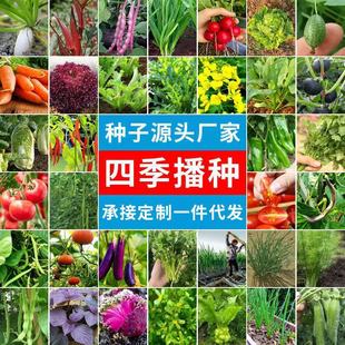 Wholesale Four-Season Vegetable Seeds, Indoor and Outdoor Balcony Courtyard Sowing Coriander, Lettuce, Strawberry, Pepper and Vegetable Seeds