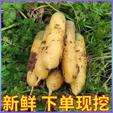 山西新鲜黄胡萝卜新疆口味手抓饭农家自种生吃榨汁实令蔬菜辅食