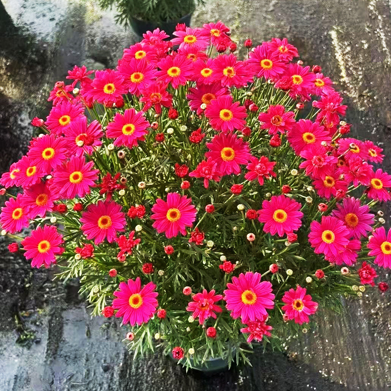 레드마(폭발기) 클래식 품종