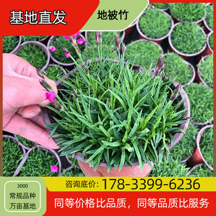 Ground Cover Bamboo Flower Seedlings Potted Base Planting Four-Season Flowering Courtyard Planting Green Plant Project Greening Seedlings Easy to Breed