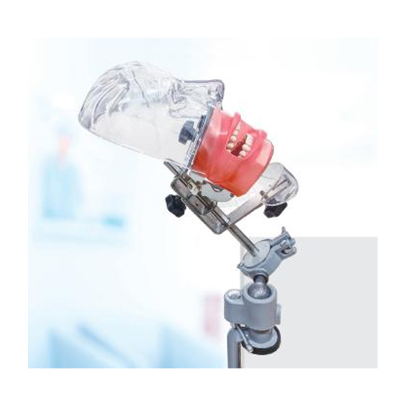 Modelo de simulación dental simple de modelo de práctica de enseñanza oral tipo reposacabezas modelo de cabeza simple de sujeción de mesa modelo de simulación de cabeza image 31