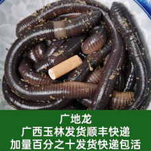 ��S�V������������D���w�D����~���|���ش�̖���޴����