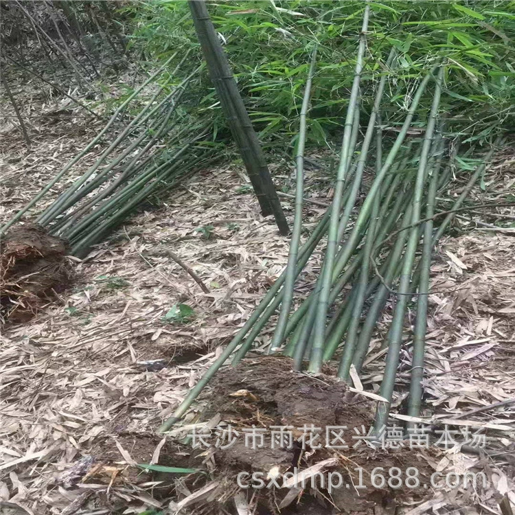 Оптовая продажа зеленого бамбука, бамбука Хунань, вечнозеленых саженцев для озеленения в любое время года, скидки на большие объемы