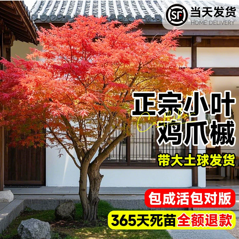 Нативные малолистные саженцы кленового дерева с куриными когтями, большие кленовые деревья с куриными когтями, ландшафтные деревья для внутреннего двора, вечнозеленые саженцы для зеленения в любое время года.