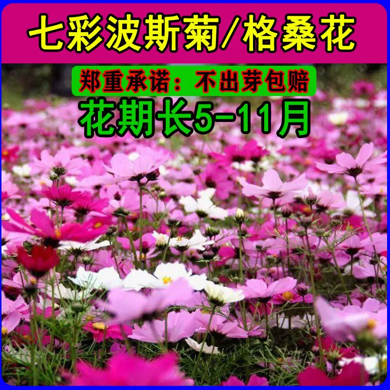 Оптовая продажа Космос Семена подсолнечника полевого цветка комбинация ландшафтных цветов семена циннии цветок семена Астра тутовые цветочные семена видов