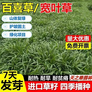 Broadleaf Pennisetum Engineering Greening Lawn Seeds Domestic Broadleaf Grass Seeds Heat-Resistant Slope Protection Soil-Fixing Pennisetum Seeds