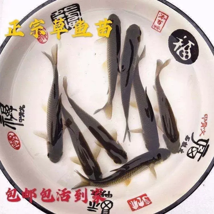 Высококачественные крупные личинки grass fish пресноводное разведение живой молоди, крупные ростки, крупные мальки