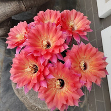 【本赫】经典席克氏彩草大花品种开花仙人球多肉植物阳台庭院盆栽