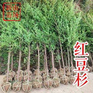 �t��ɼ�硾�㽭���Ϸ��t��ɼ ���؁�2-18���� ����߀�� Ҏ���Rȫ