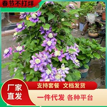 �ʯ�F��ɏ�����ذ����ٻ���ֲ��������Ԯ���̨ͥԺ����ԾGֲ��