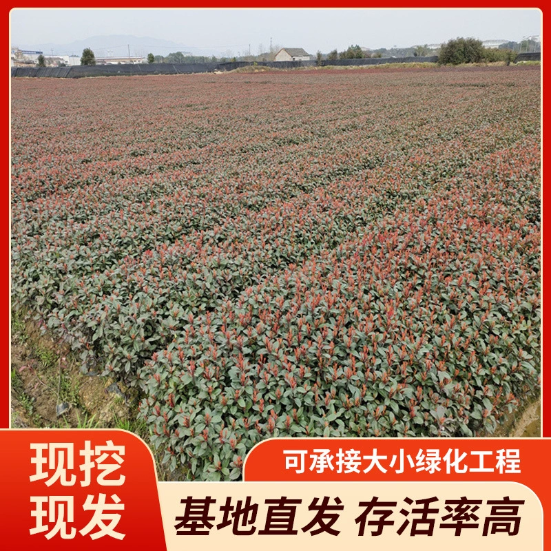 В наличии красный лист каменная ягода вечнозеленый садовый проект пламенно-красный сорт полные характеристики оптом от базы