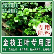 玻璃翠金枝玉叶玉树专用肥料底肥追肥冲施叶面肥绿叶宝粗壮促生长