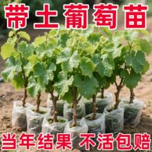 һ�����l���ј���ꖹ�õ��޷������玧�����Թ����ϱ����Nֲ����