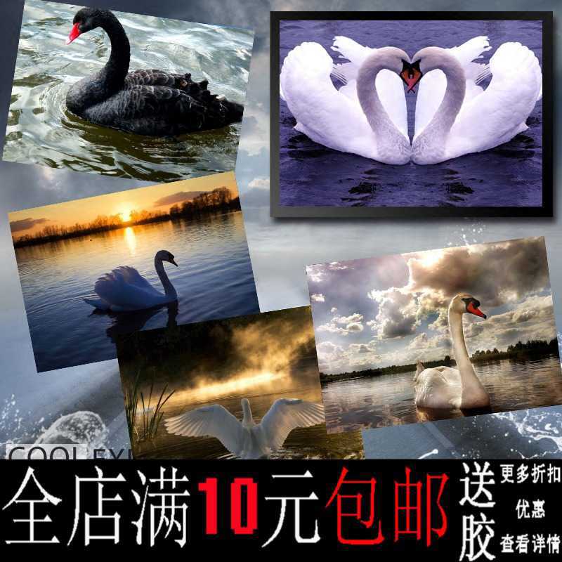 包邮天鹅美丽动物鸟禽唯美海报寝室书房客厅装饰画相框壁画挂画墙