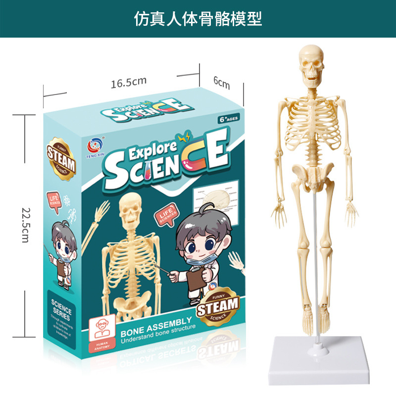 Human Model Children's Toy Stem Cognitive Science and Education Educational Organ Assembly Bone Skeleton Construction Factory Wholesale