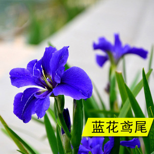 �Sβ����ͥԺ�G�����̻�����ľ������С�^�e���@���쾰���ݾGֲ��