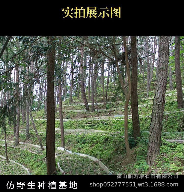 Huo Shan Tie Pi Shi Hu Feng Dou Dendrobium Stems 100g Traditional Tonic Herb specifications