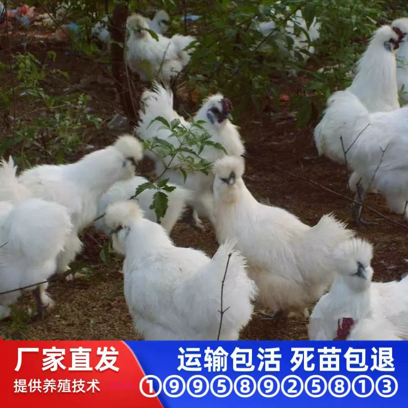 Оптовая продажа цыплят-бройлеров Тайхэ черного цвета на один день, смешанные цыплята, белые черные цыплята, шелковое перо, бамбуковое шелковое черное цыплята-бройлеры