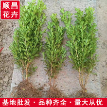 瓜子黄杨小苗 小叶黄杨绿篱绿化园林工程苗| 瓜子黄杨价格