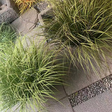 С�� ��Ƥ�� ��z̦�� �Ѳ� �b��쾰���~�ݶ�݅��ݶя���