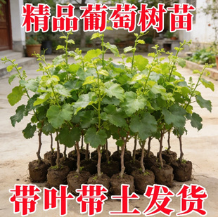 ���ј��mꖹ�õ��޷����ָ�{��ʯ���ј������������ٷNֲ�ͺ�