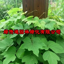 葛藤种子护坡种籽百花银背藤野葛根边坡绿化藤本植物沙土巩固爬藤