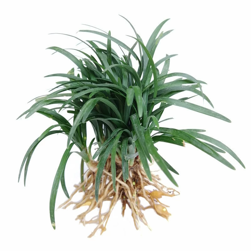 Нефритовый Дракон трава зимняя трава саженцы Япония зимняя трава средний лист зимняя трава мелкий лист зимняя трава карлик зимняя трава