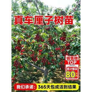 Extra-Large Cherry Saplings Grafted with Large Cherry Saplings, Fruit Trees Planted in the North and South, Courtyard Houses, Four-Season Fruit Saplings