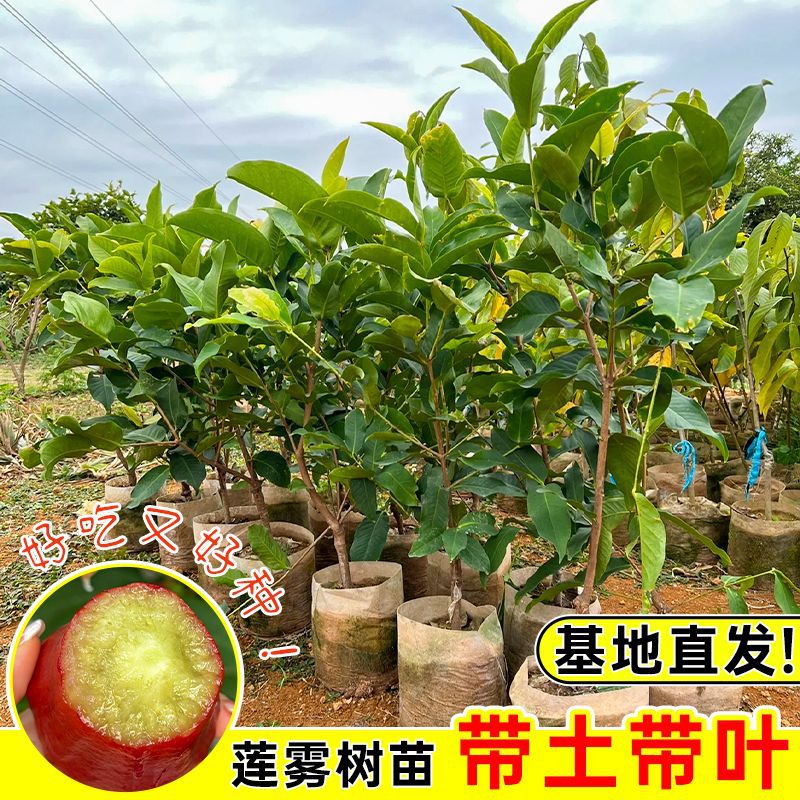 基地直发莲雾树苗嫁接苗黑金刚莲雾黑糖芭比莲雾果苗南方盆栽