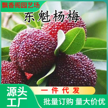 һl޽Ӗ|÷ϷNֲԵԴ÷