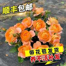 �¼������ش��r���ܾGֲ���҃�����õ���֭�̨�Nޱ�����ļ��_��