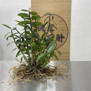 �FƤʯ�������Եė������҃������Uɽ��Gֲ�@ˇ�m����ʳ��