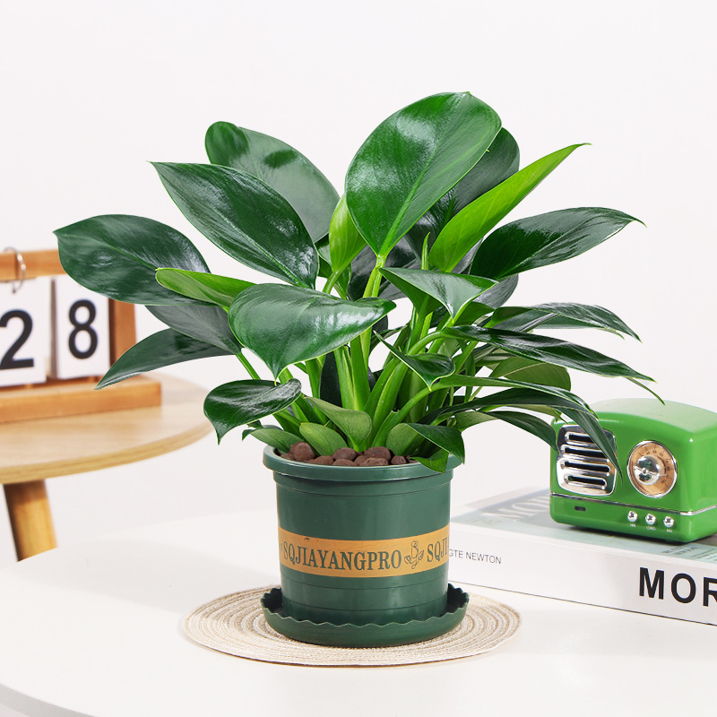 골든다이아몬드 25cm 높이 [갤런포트] + 영양액