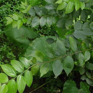Large-Leaf朴树 Saplings, Small-Leaf朴树 Saplings, Greening Project Saplings, Tree Saplings, Land Area Greening Saplings,朴树 Saplings